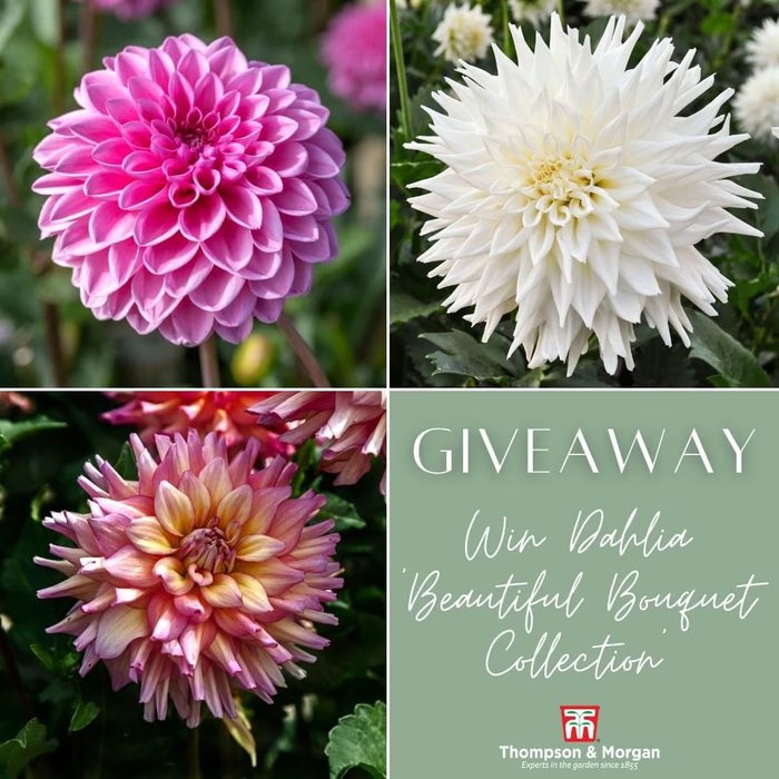 Image for Win A Trio Of Dahlias From The Beautiful Bouquet Collection
