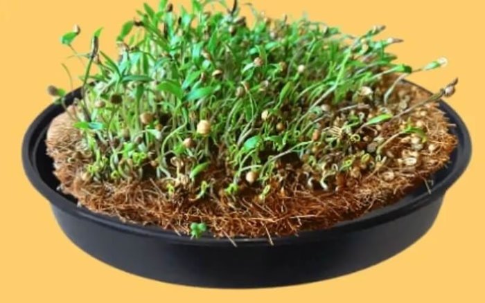 Image for Win Microgreen Grow Kits by Silly Greens
