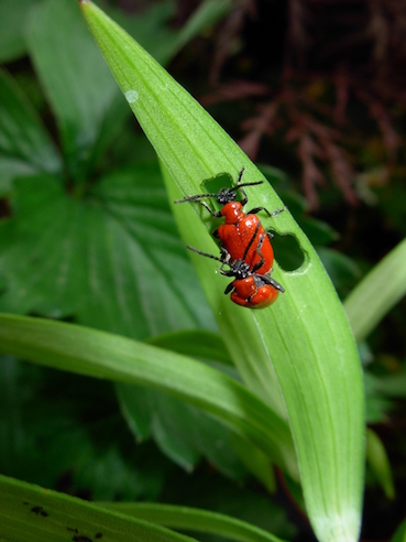 Image of Lily beetle 