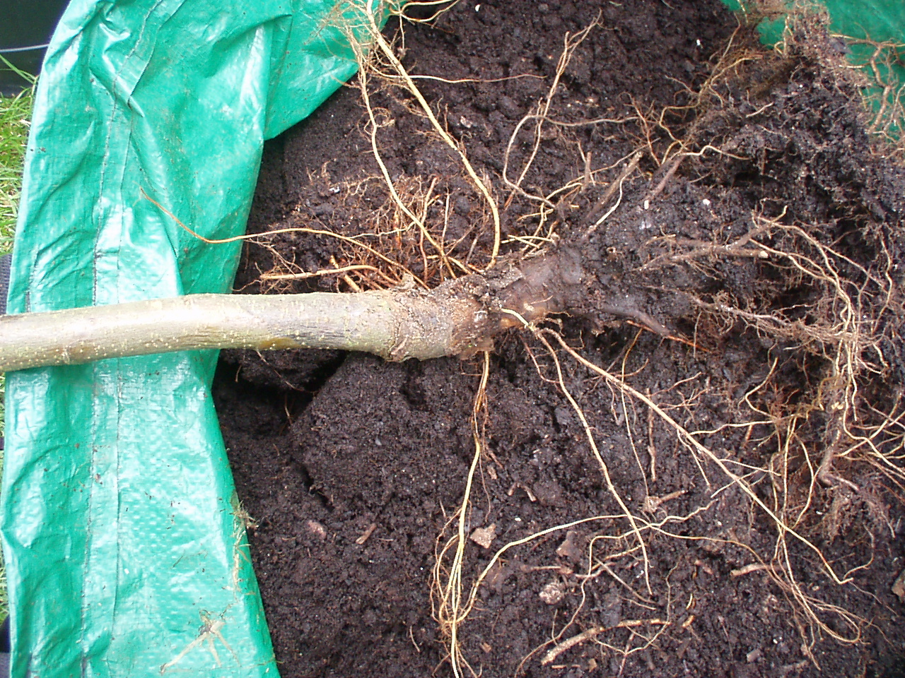Image of Phytophthora root rot 