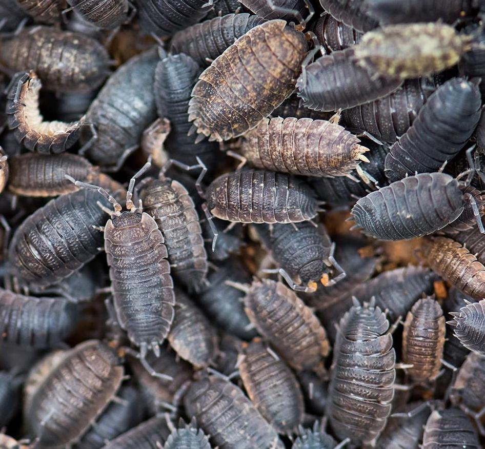Image of Woodlice 