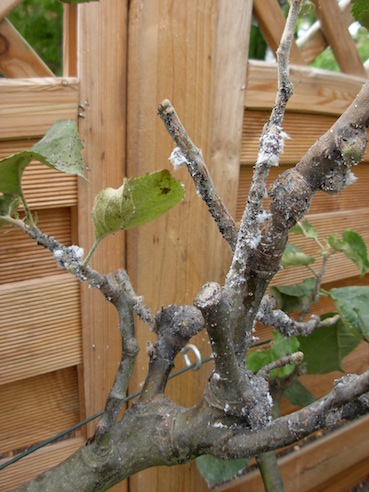 Image of Woolly aphid 