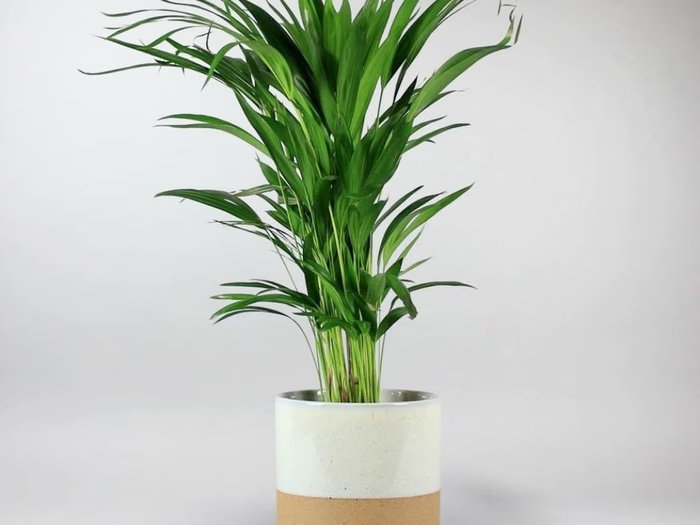 Image of Win a &pound100 Plant X Gift Voucher and a House Plant
