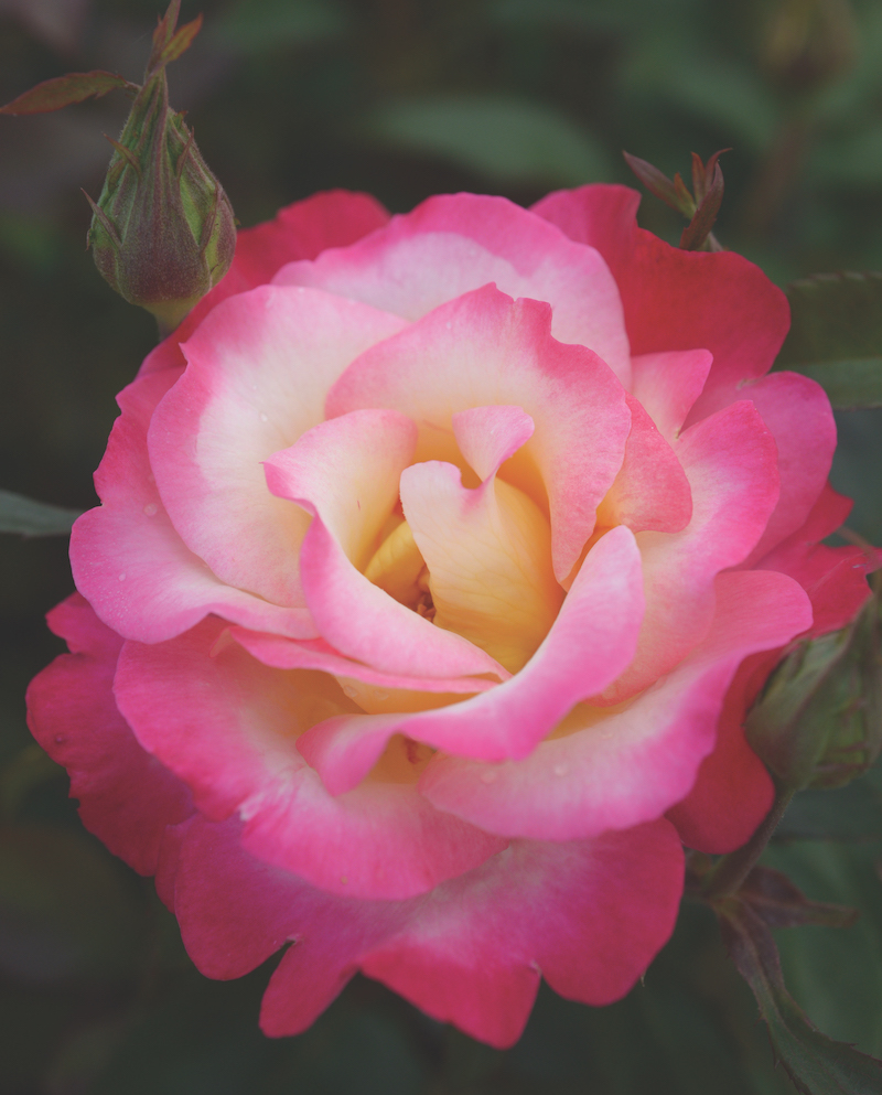 Roses UK Unveils the Rose of the Year® 2025: You’re My Everything®