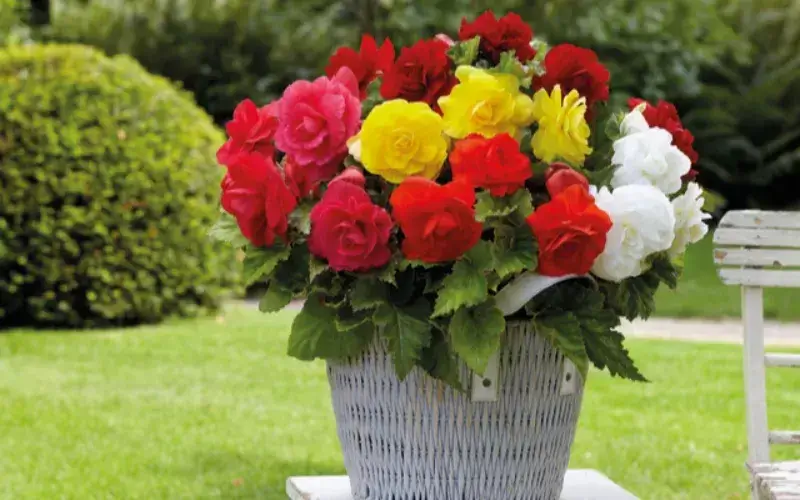 Image of Win Begonia Bumper Pack 40 Tubers
