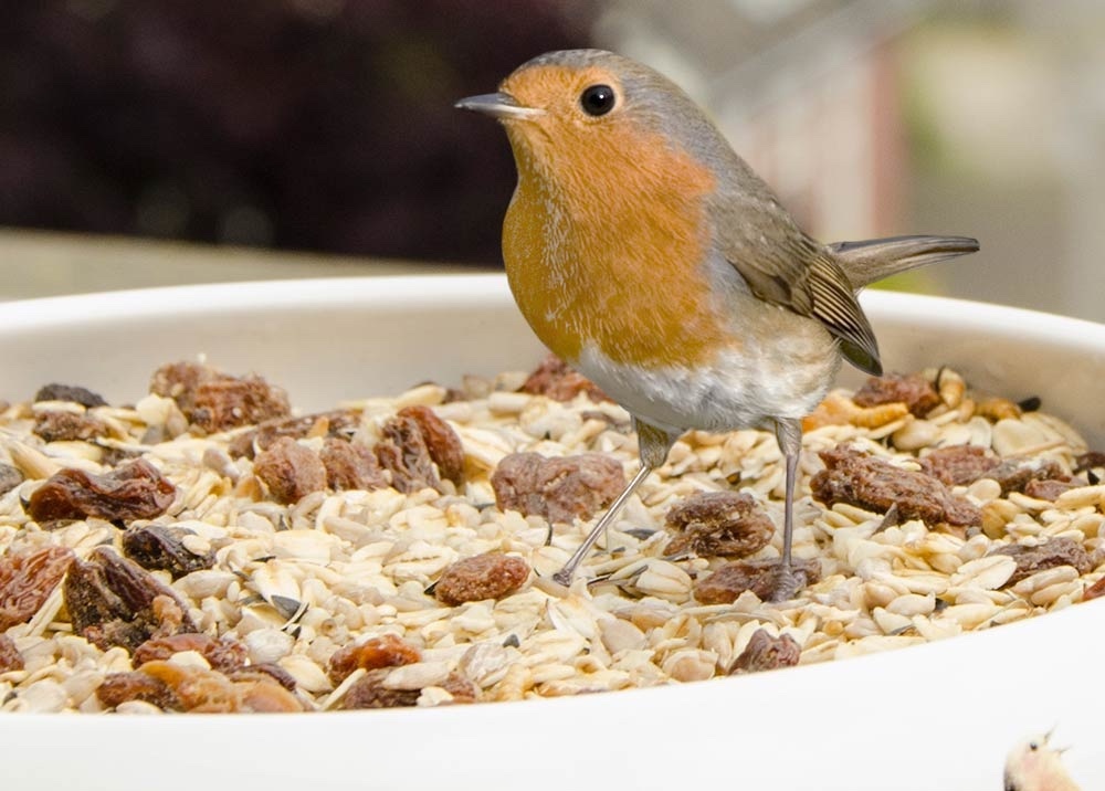 Get Feathered Friends to Flock to Your Feeders This Winter