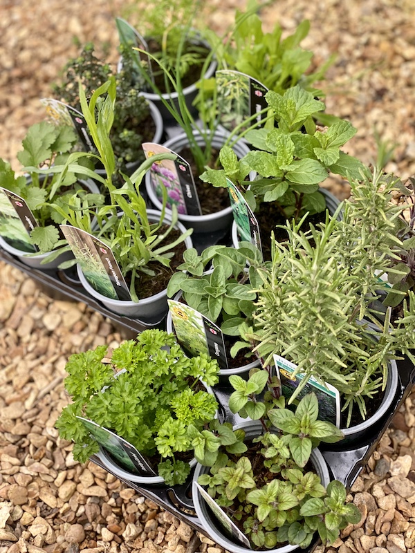 Image for Tips & Tricks for Beginner Herb Gardeners