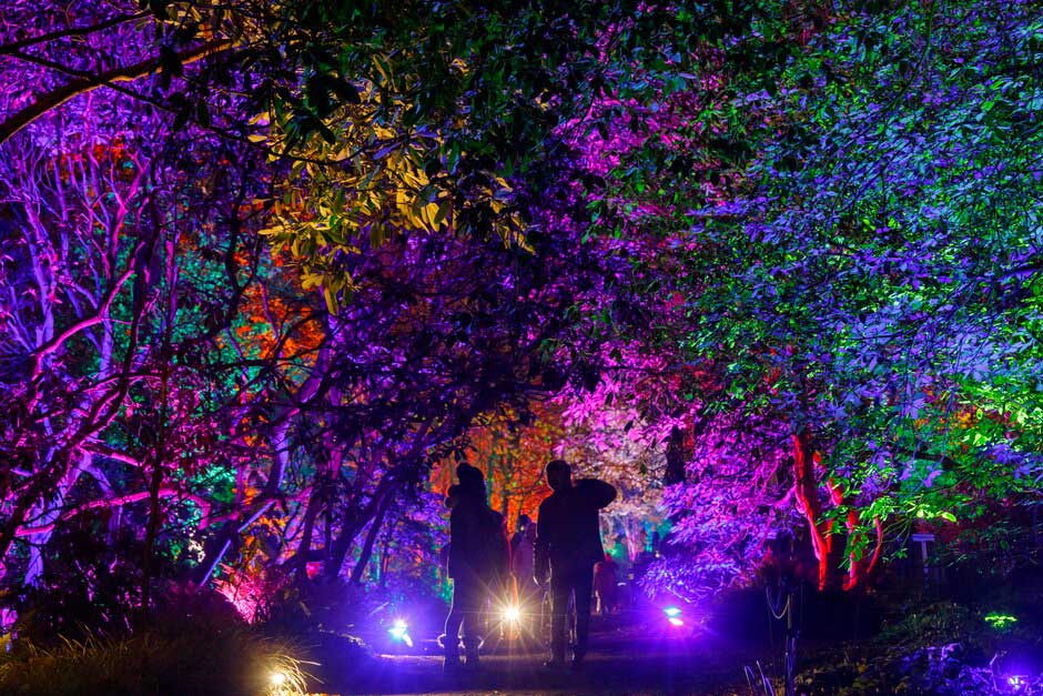 Book now for festive illuminations at the RHS Gardens