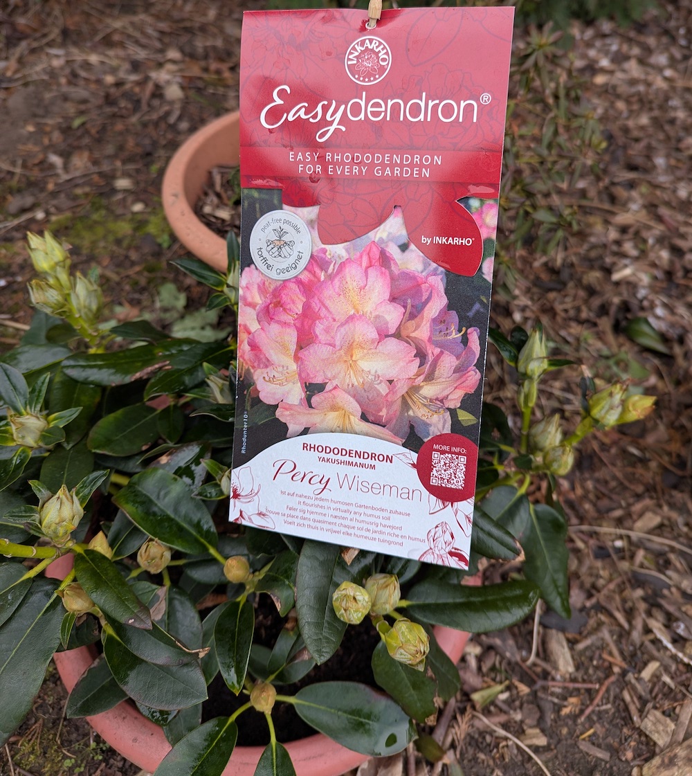 Rhododendrons for non-acid soils

