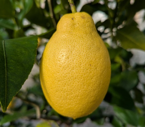 Is it too cold to grow citrus in North Yorkshire? 