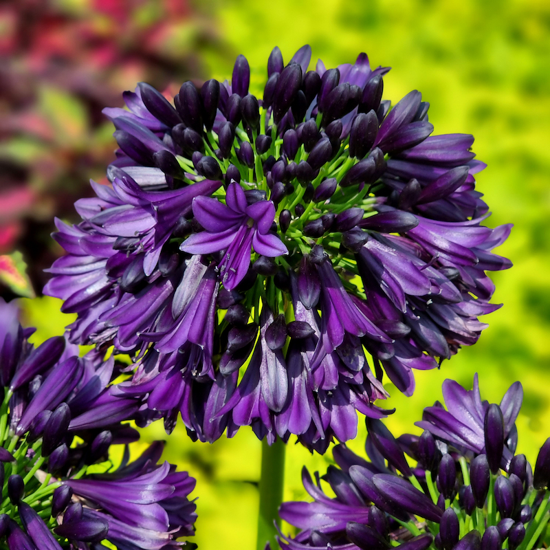 Agapanthus BlackJack Wins Plant of the Year