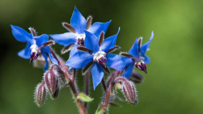 Borage: The Must-Have Herb for Your July Garden!