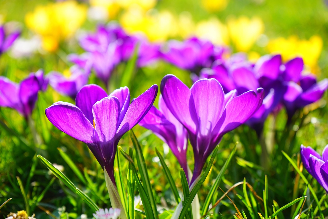 Top 10 Bulbs & Corms for Early Spring