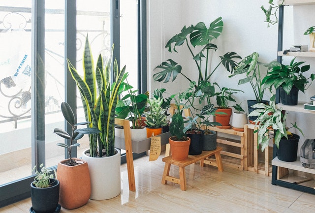 Image for How Houseplants Could Be Harming You