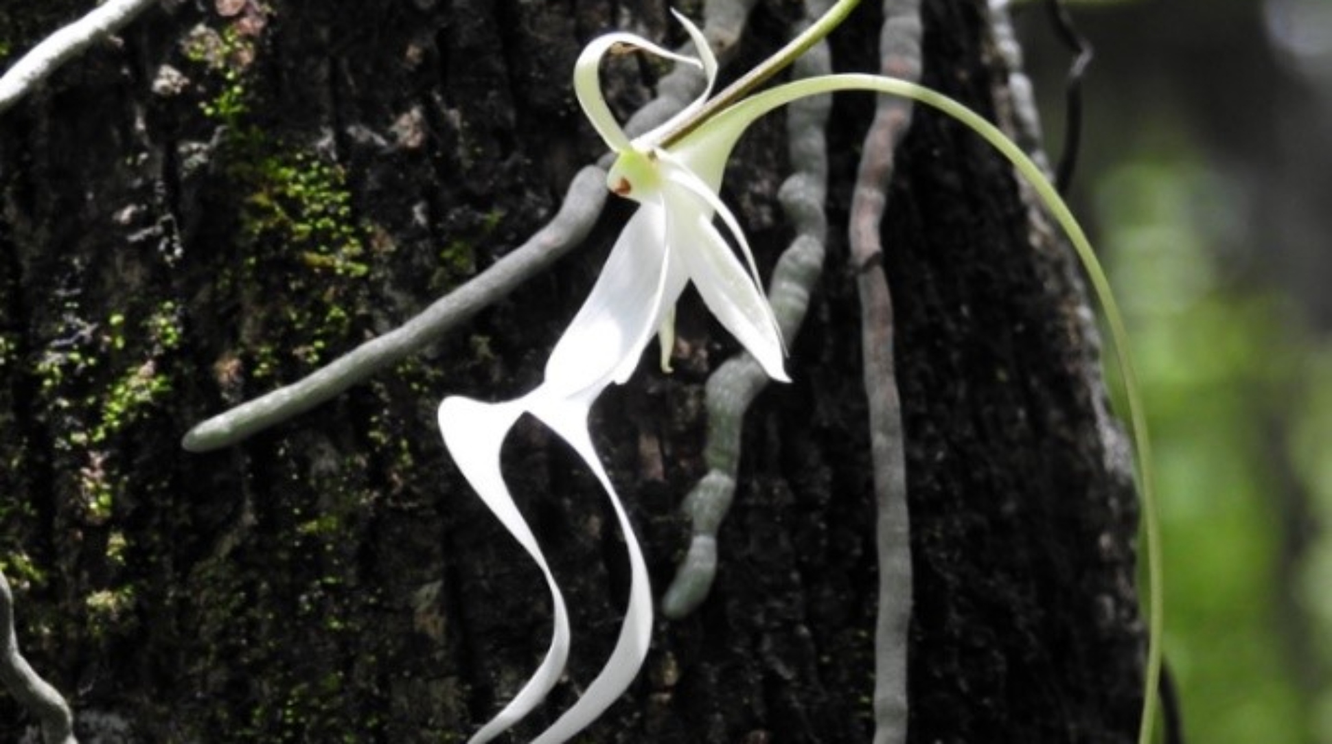 Rare Florida Ghost Orchid Flowers in UK for 1st Time