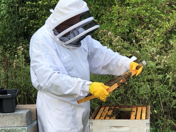 Image of Win an Introduction to Bee-Keeping Taster Session for 1 Person
