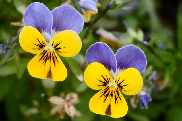 Plants Adapt to Drop in Insects