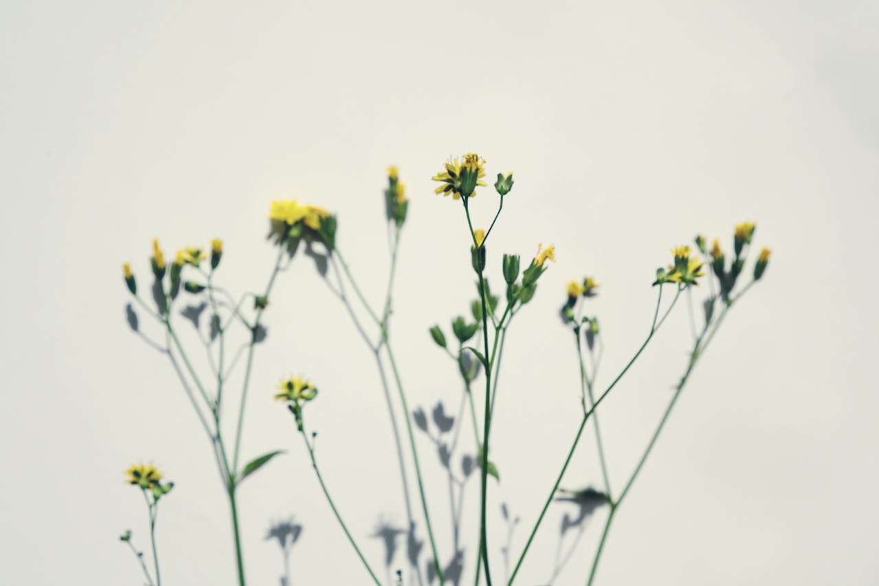 10 plants with rude (but hilarious) names 