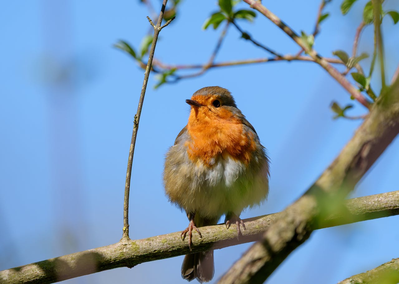 Royal Horticultural Society shares plants for birds as feeding advice changes