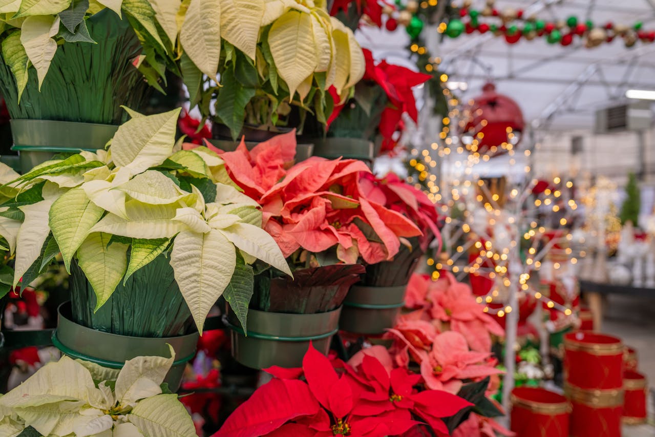 Why Poinsettias Mean Christmas: The Festive Flower's Surprising History and Symbolism