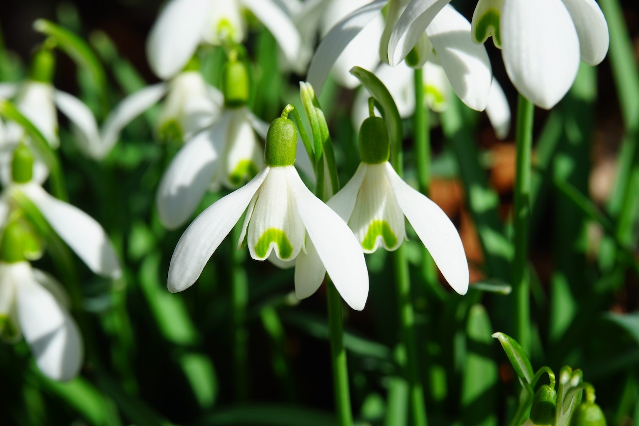 Snowdrop & Plant Fair at Hole Park Gardens