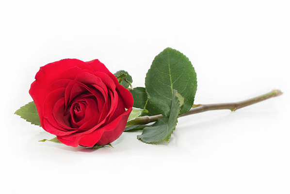 Image for Top Tips to Preserve Your Romantic Roses This Valentine