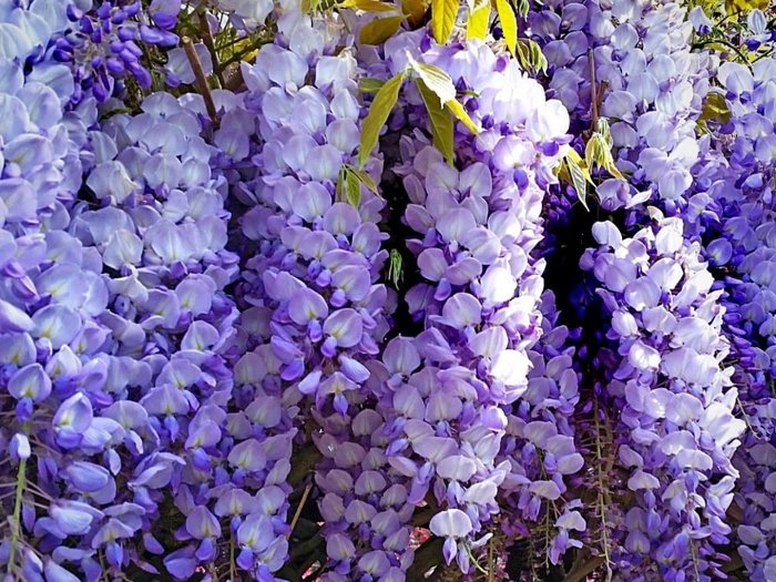 Image for Win 1 of 3 Wonderful Wisteria Plants worth &pound12.99
