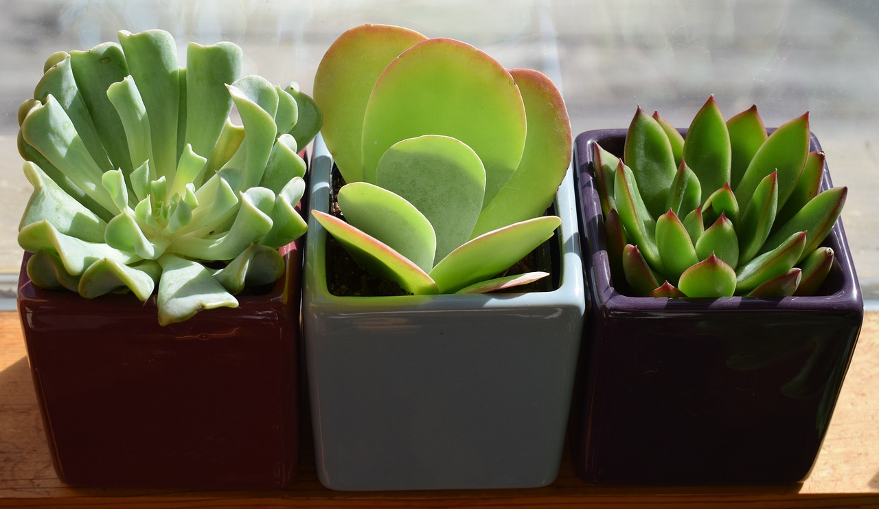 Houseplant Deaths Drop 11% As Brits Claim Greenery Improves Their Mood