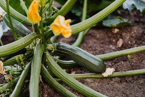 Image of Courgette and Tomato Frittata