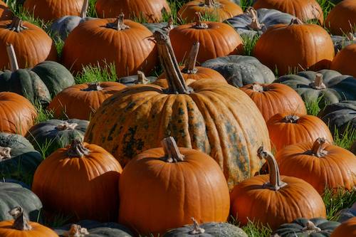 Image of Spiced Pumpkin Soup