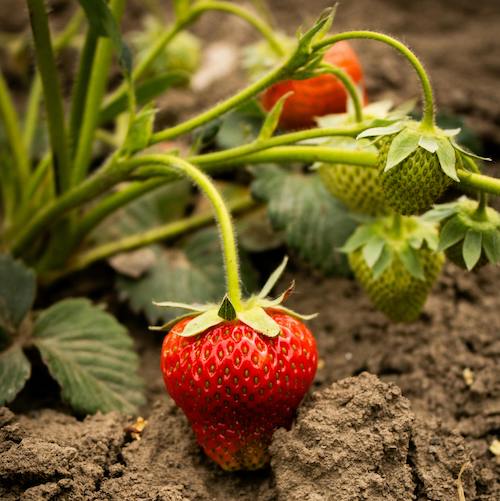 Image of Strawberry and Rhubarb Crumble