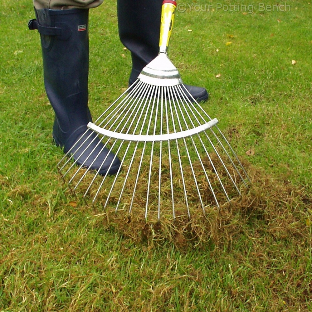 Learn about How to care for your lawn in Autumn