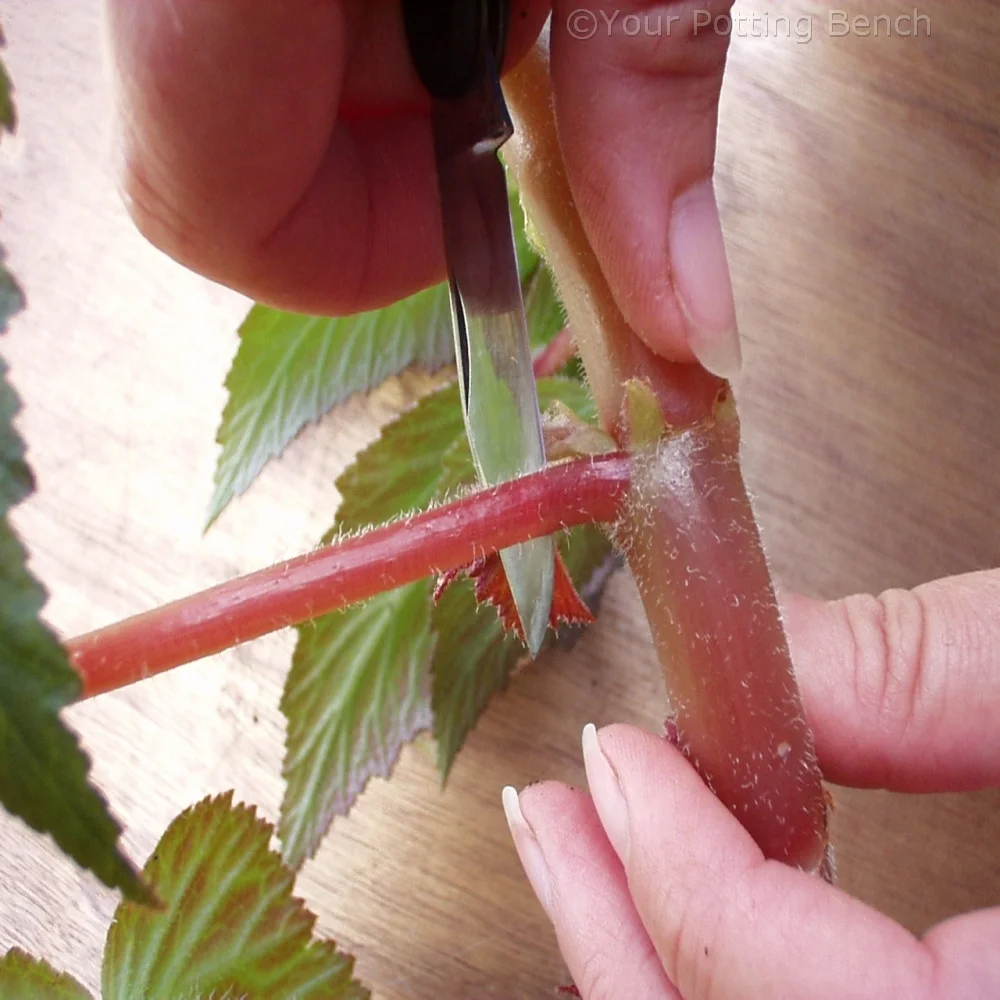 Learn about How to take Begonia Cuttings