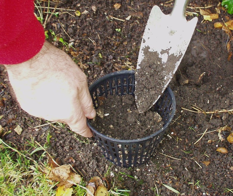 Learn about How to protect bulbs in the garden 