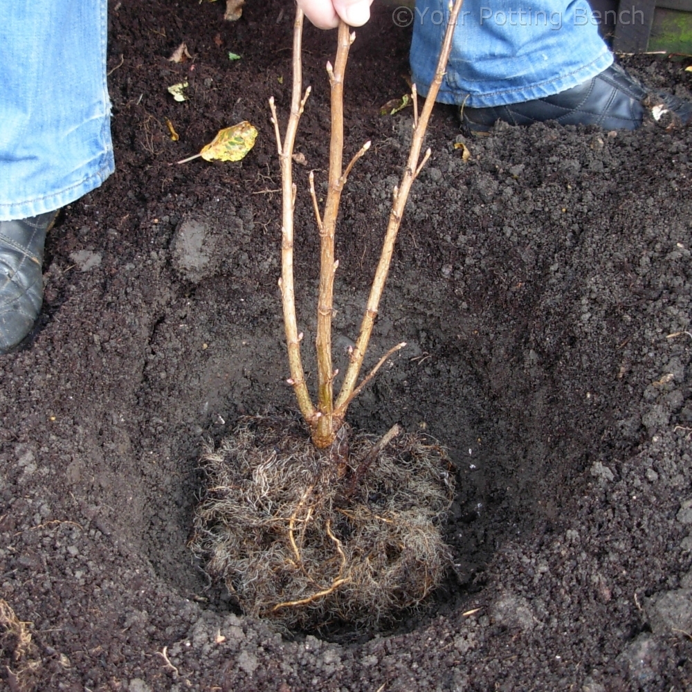 Learn about  How to Plant a Fruit Bush