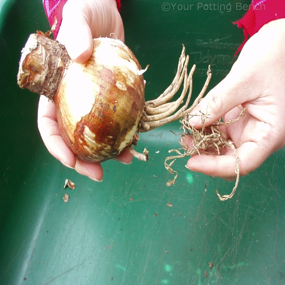 Learn about How to Pot Amaryllis