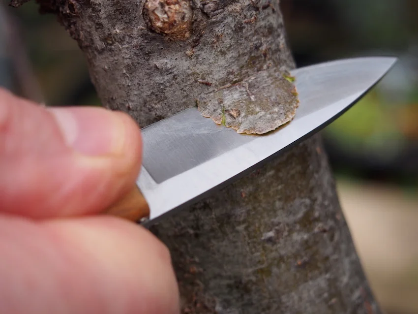 Learn about  How to Propagate Mistletoe