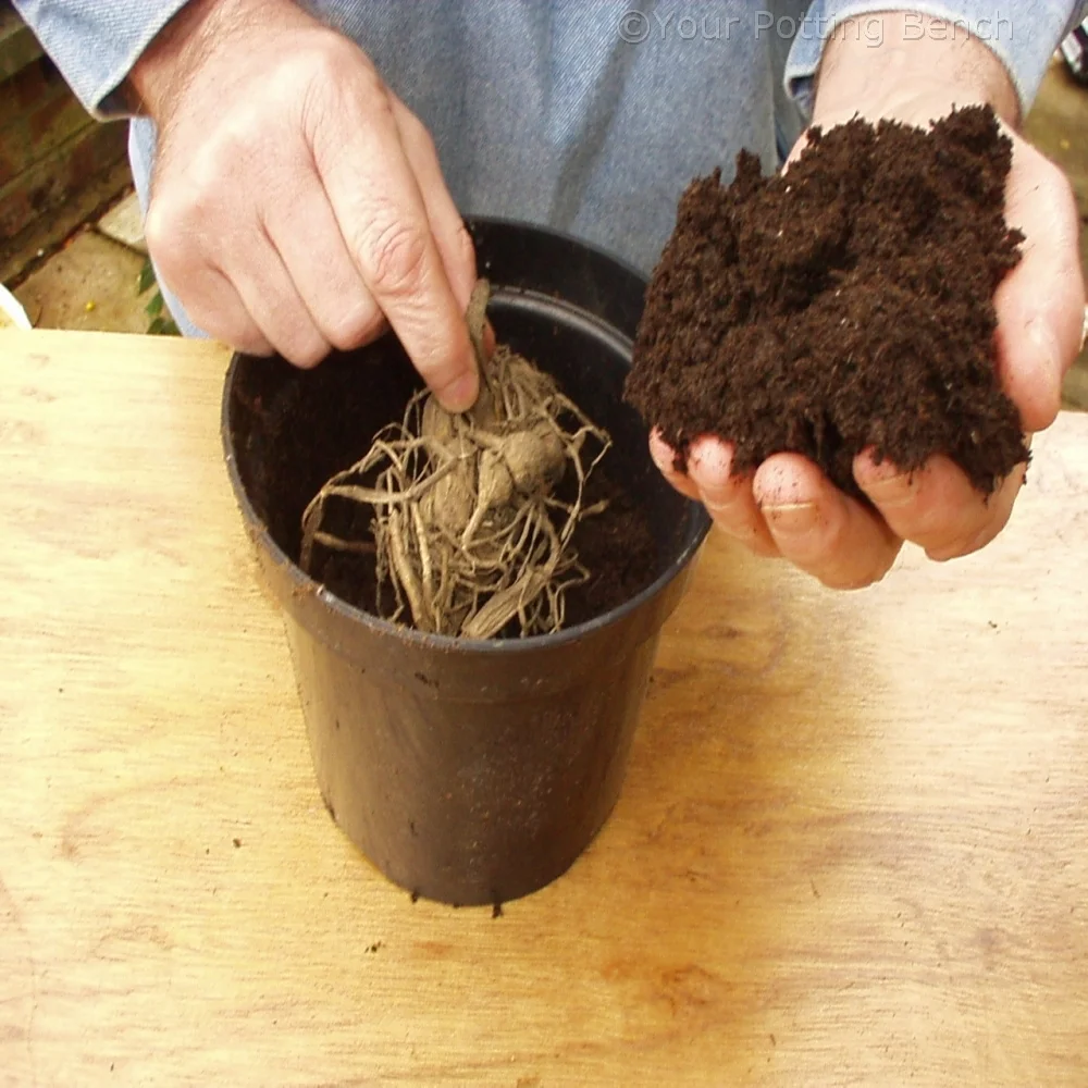 Learn about How to take Dahlia cuttings