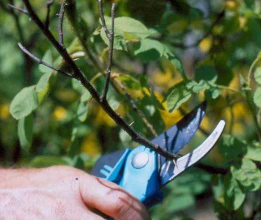 Learn about  How to: Maintenance Pruning 