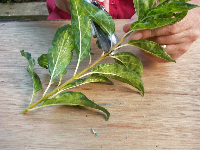 Learn about  How to take softwood cuttings 